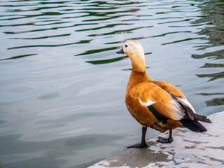 Duck on the pier of the city pond . A sunny summer day. the concept of recreation in urban parks