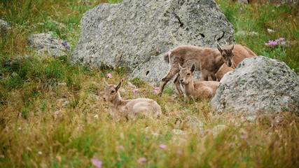 Naklejka na ściany i meble Family of mountain goats among green grass and stones