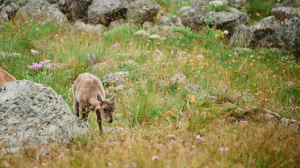 Mountain goat cub looking for food