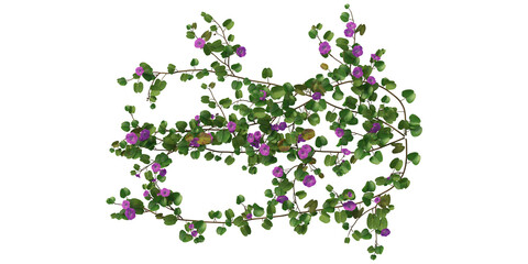 Ivy on a transparent background
