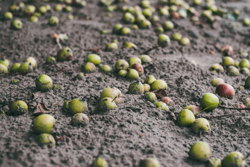 many green apples on the ground