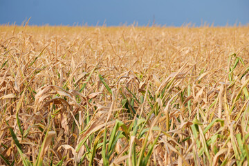 Concept photo for a drought summer. Dryness weather. A corn field is completely dry because the lack of rain in a not irrigated farm. Agriculture and farming industry.