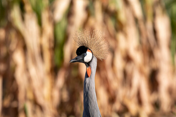 Obraz premium Gru coronata