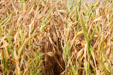 Concept photo for a drought summer. Dryness weather. A corn field is completely dry because the lack of rain in a not irrigated farm. Agriculture and farming industry.