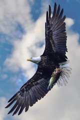 Big Ass Bass. An American bald eagle with a huge largemouth bass flying back to the nest to feed its eaglets.