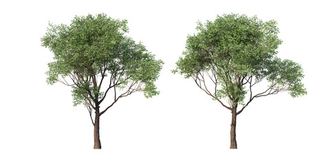 The tree has flowers on a transparent background  © jomphon