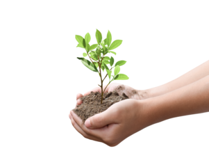Tree plant in hand isolated on transparent background - PNG format.