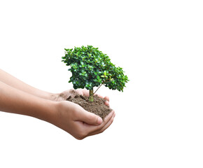 Naklejka na ściany i meble Tree plant in hand isolated on transparent background - PNG format.