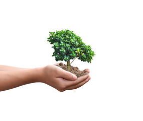 Fototapeta na wymiar Tree plant in hand isolated on transparent background - PNG format.