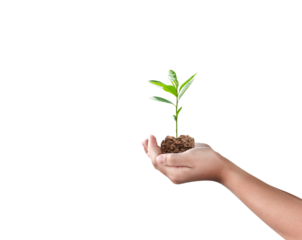 Tree plant in hand isolated on transparent background - PNG format.