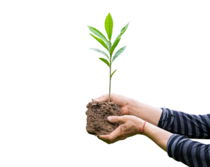 Tree plant in hand isolated on transparent background - PNG format.