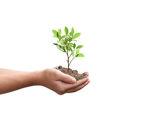 Fototapeta na wymiar Tree plant in hand isolated on transparent background - PNG format.