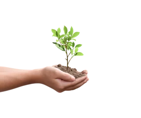 Tuinposter Tree plant in hand isolated on transparent background - PNG format. © banphote