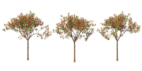 Obraz premium The tree has flowers on a transparent background 