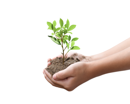 Tree plant in hand isolated on transparent background - PNG format.