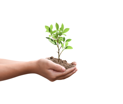 Tree plant in hand isolated on transparent background - PNG format.