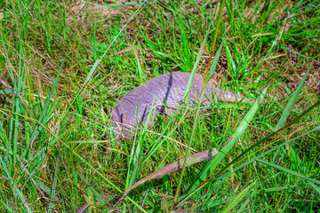 Dasypodidae cover by grass