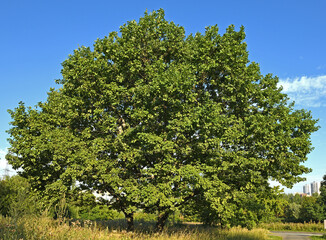 Obraz premium Huge oak tree in Mitino Landscape Park in summer. Moscow, Russia
