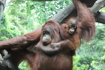 mother and baby  Bornean Orangutan (Pongo pygmaeus wurmbii) on zoo