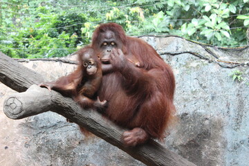 mother and baby  Bornean Orangutan (Pongo pygmaeus wurmbii) on zoo