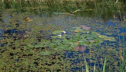 water lily in the pond