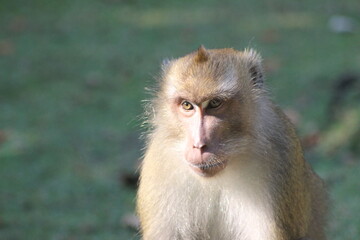 Macaca facicularis, cercopithecine primate native to Southeast Asia 