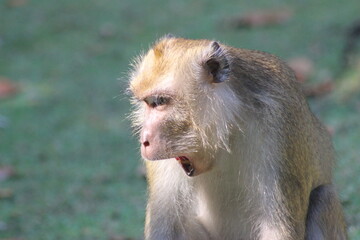 Macaca facicularis, cercopithecine primate native to Southeast Asia 