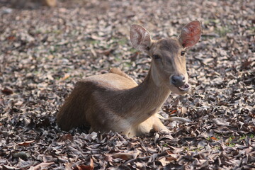 The Javan rusa or Sunda sambar (Rusa timorensis), a deer native to Indonesia