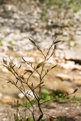 young plants grow in nature. background image, there is a place to record.
