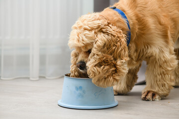 The dog eats food from his bowl with appetite.