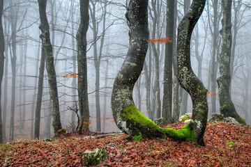 Old beech trees in the forest in fog.