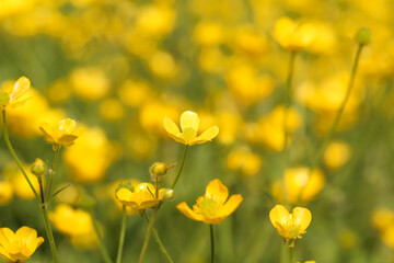 yellow flowers grow in the field. young plants grow in nature. background image, there is a place to record.