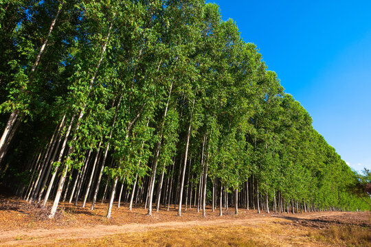 Farm of high Eucalyptus trees along the dirt road in countryside of Thailand