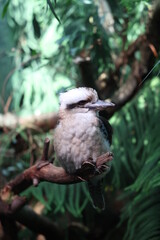 Kookaburra