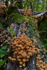 mushrooms of honeydew