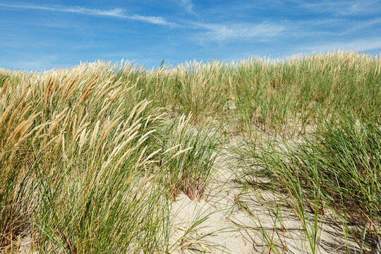 Beach dunes nature view with dune green grass, fine sand and blue clouds sky. Shore of Baltic sea, Russia. Natural summer landscape, view seacoast for rest and travel, nature scenery