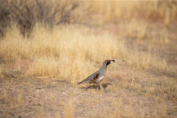 Male Gembel’s quail bird running on ground in the grassy desert near Cave Creek Arizona, Phoenix and Scottsdale