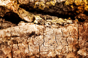 The bark of an old tree. Natural background