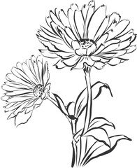 Line Drawing Flowers , Botanical Modern Line Art