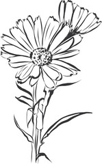 Line Drawing Flowers , Botanical Modern Line Art