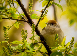 female blackcap is resting on a branch