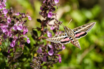 white-lined sphinx moth - flowers