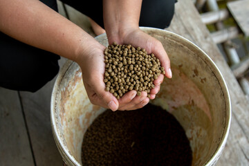 A Pile of brown Pellets feeds the fish on a female hand, healthy food, and nutrition for animal...