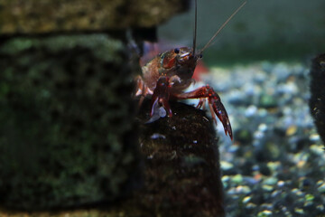 水中にいるザリガニ