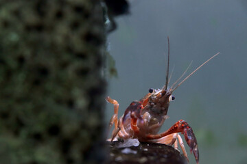 水中にいるザリガニ