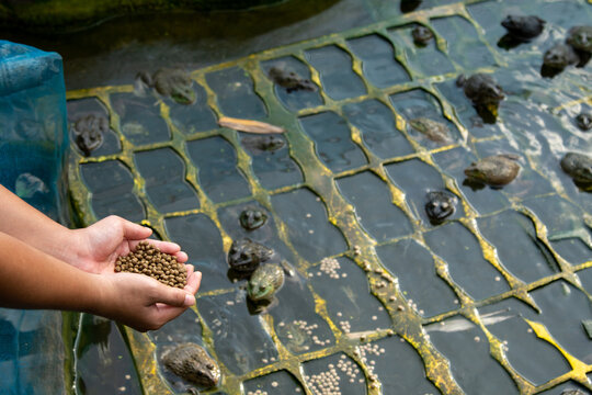 People Feeding Frog In A Basin