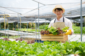 Fresh vegetable hydroponic system..Organic vegetables salad growing garden hydroponic farm Freshly harvested lettuce organic for health food Earths day concept.