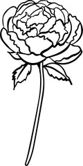 Line flower and Botanical leaves illustration