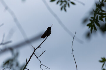 Silhouette of tiny hummingbird perched on branches beneath clear blue evening sky