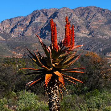 Bitter aloe, also known as Karoo aloe (Aloe ferox) set against a backdrop of the Kammanassie mountains, Western Cape